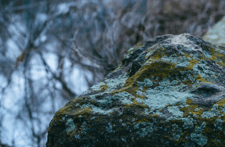 Mold Spores on Boulders