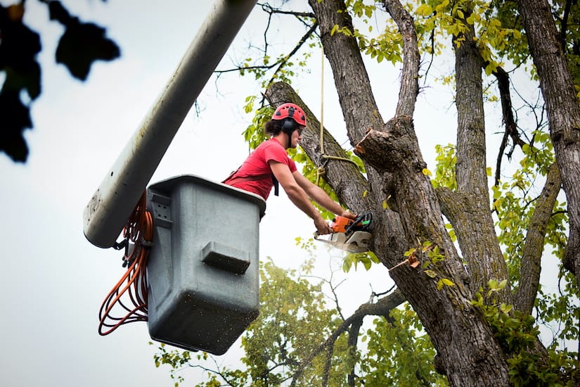 Tree Surgeon Certified Arborist Essel Environmental