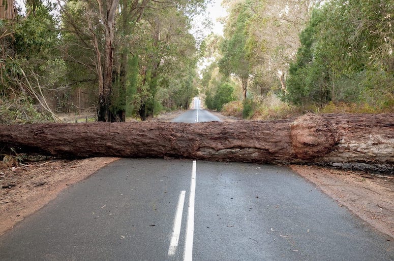 Fallen Tree Blocking Road