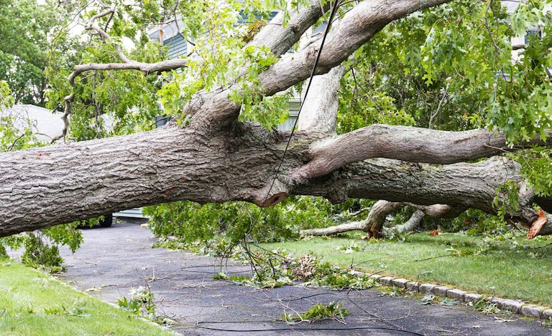 A tree with some wires blocking a residential driveway.