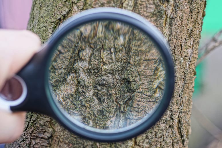 Certified Arborist Services