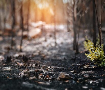 New Leaves Growing After Forrest Fire